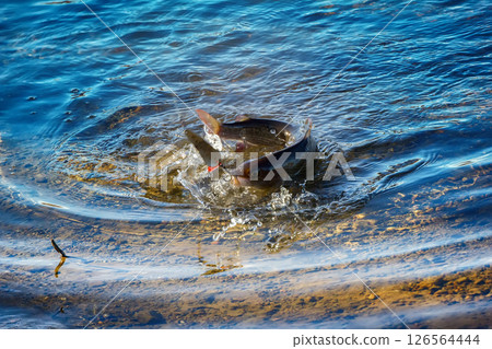 Grayling caught on lure 126564444