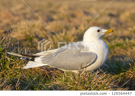 common seagull bird common seagull bird 126564447