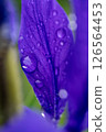 雨後花瓣上沾滿水珠 126564453