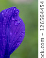 雨後花瓣上沾滿水珠 126564454