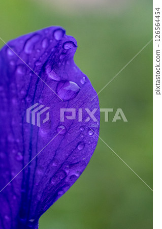 雨後花瓣上沾滿水珠 雨後花瓣上沾滿水珠 126564454