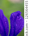 雨後花瓣上沾滿水珠 126564455