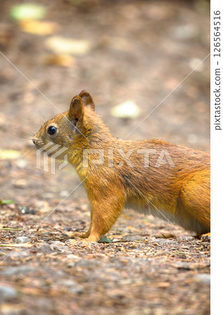 Red Squirrel on the gravel path in the Park Red Squirrel on the gravel path in the Park 126564516