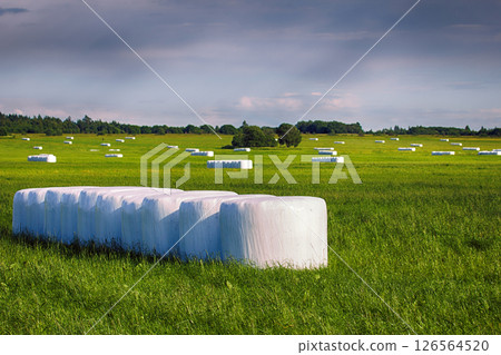 Hay clean and covered with safety film (vacuum packing) 126564520