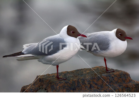 Two black-headed gulls are almost indistinguishable from each other 126564523
