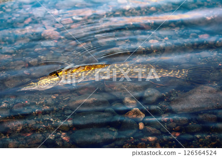 pike lake fishing on spinning pike lake fishing on spinning 126564524