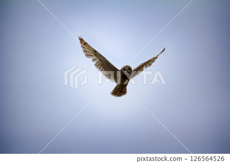 Short-eared owl (marsh owl, Asio flammeus) flies over nest Short-eared owl (marsh owl, Asio flammeus) flies over nest 126564526