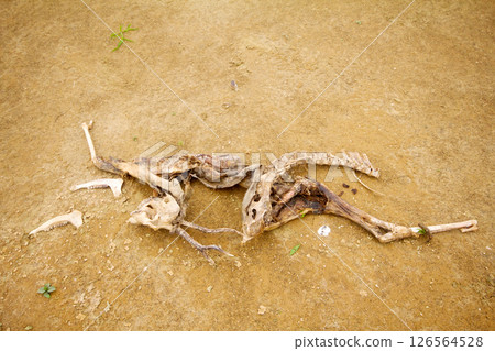 dead animal  drought 126564528