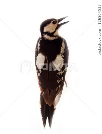 greater spotted woodpecker on white background 126564532