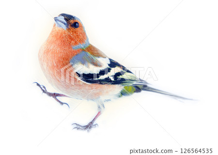chaffinch (Fringilla coelebs) most common bird of Europe 126564535