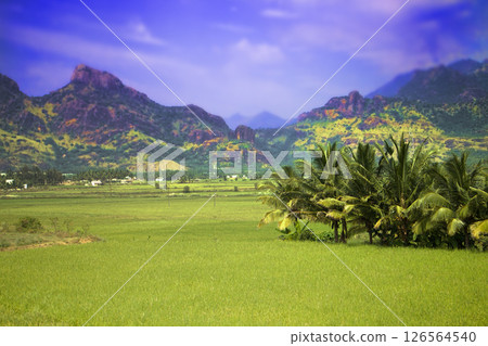 South India. Fields, groves of palm trees and a mansion South India. Fields, groves of palm trees and a mansion 126564540