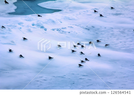 Kittiwakes are one of few bird species that fly to North pole 126564541