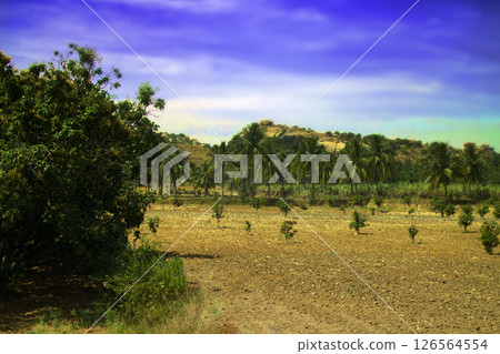 India. Farmland with plantations of coconut palms, fruit trees and cereals 126564554