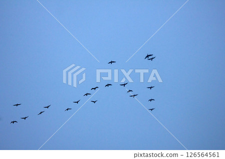Flock of cormorants in sky 126564561