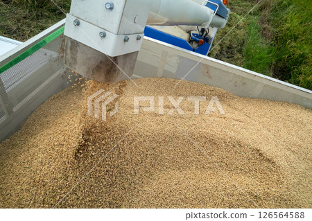 Discharge of paddy from combine auger to container 126564588