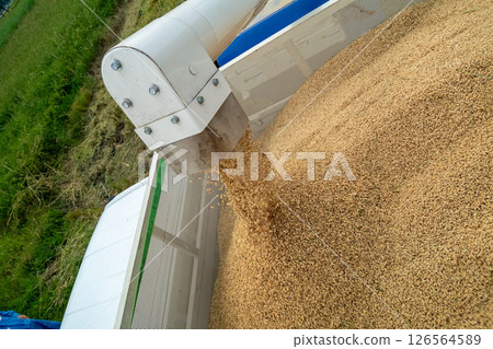 Discharge of paddy from combine auger to container 126564589