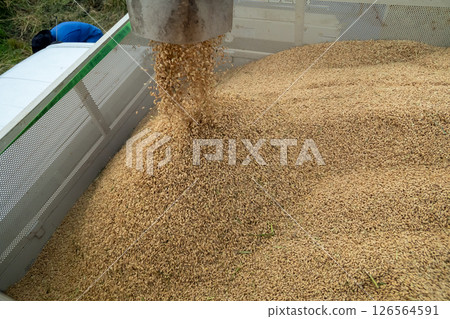 稻穀從聯合螺旋鑽到容器的卸料 126564591