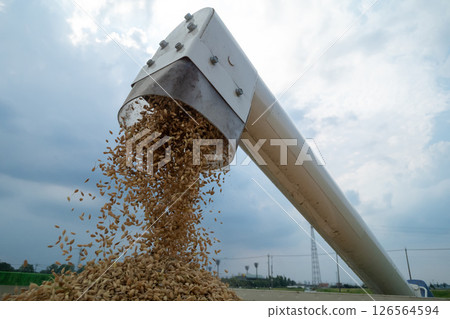 稻穀從聯合螺旋鑽到容器的卸料 稻穀從聯合螺旋鑽到容器的卸料 126564594