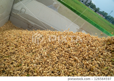 稻穀從聯合收割機卸到集裝箱 126564597