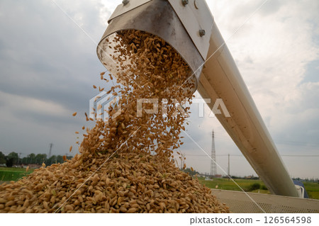 稻穀從聯合螺旋鑽到容器的卸料 稻穀從聯合螺旋鑽到容器的卸料 126564598