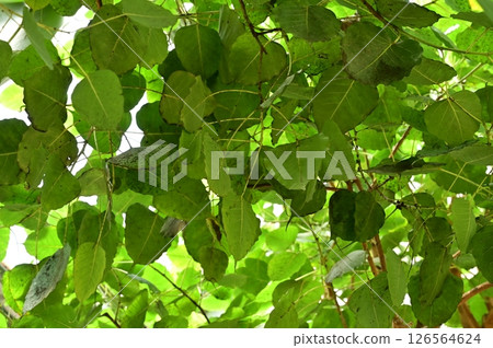 Leaves and trunk of the Indian fig (Moraceae, Ficus genus) 126564624