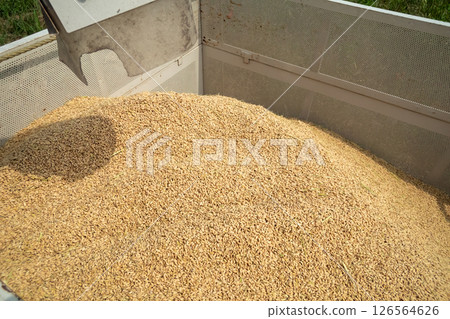 Discharge of paddy from combine auger to container Discharge of paddy from combine auger to container 126564626