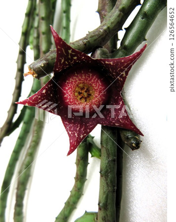 奧貝安圖斯·哈迪 126564652