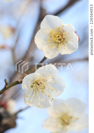 白梅花 白梅花 126564953