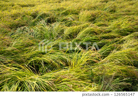 Lodged rice Lodged rice 126565147