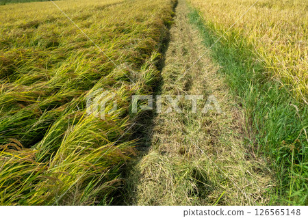 水稻收割 126565148