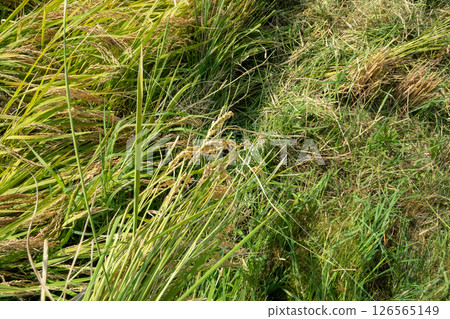 落下的米飯 126565149