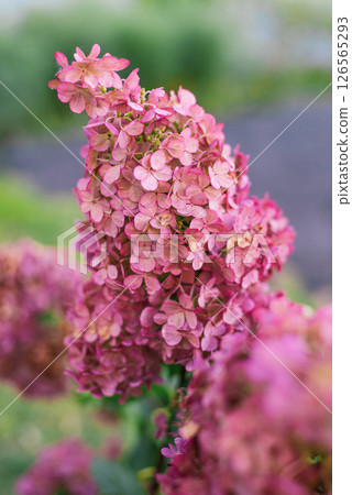 Macro Shot of Hydrangea Vanilla Fraise Flower Macro Shot of Hydrangea Vanilla Fraise Flower 126565293