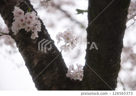 Cherry blossoms in full bloom image 2 Cherry blossoms in full bloom image 2 126565373