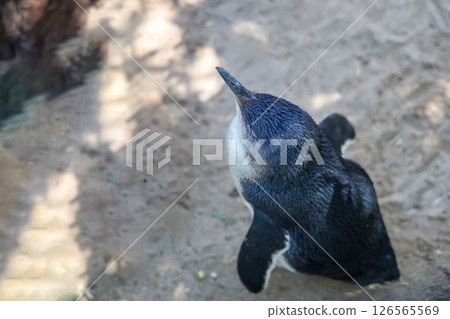 The Fairy penguin or blue penguin is so cute and local animal in phillip island,Australia 126565569