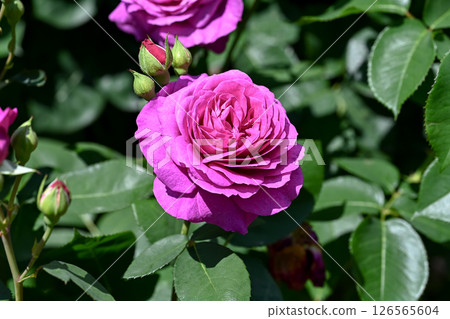 Roses Roses 126565604
