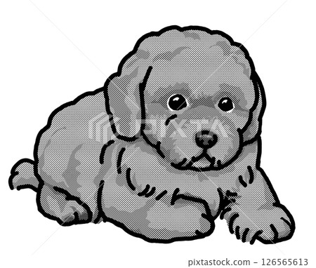 玩具貴賓犬，小狗，透明背景，狗插圖，簡單 126565613