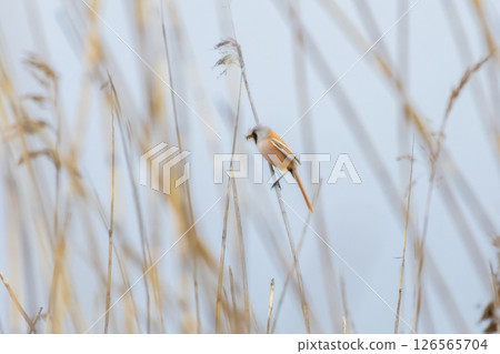 beraded tit (panurus biarmicus), male - reedling beraded tit (panurus biarmicus), male - reedling 126565704