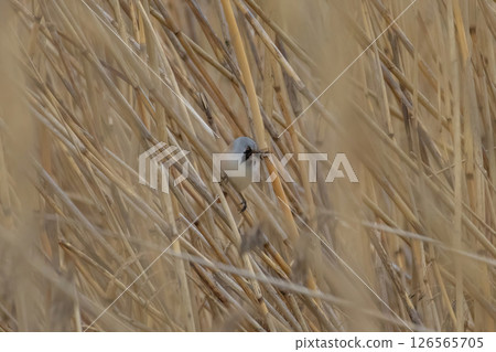 beraded tit (panurus biarmicus), male - reedling 126565705