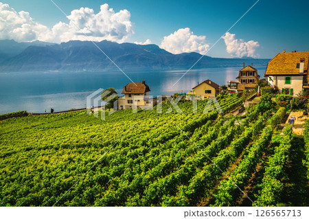 Grape rows on the Geneva lake shore, Chexbres village, Switzerland Grape rows on the Geneva lake shore, Chexbres village, Switzerland 126565713