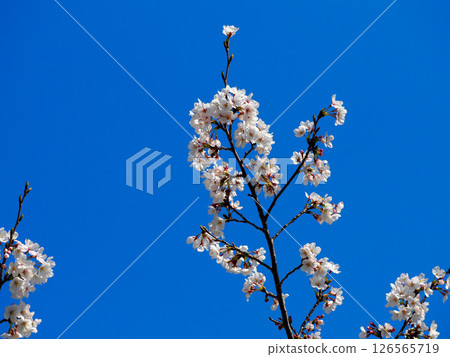 櫻花盛開 126565719