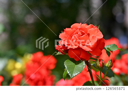 玫瑰紅 126565871