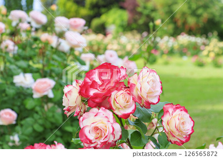 RSK rose garden RSK rose garden 126565872