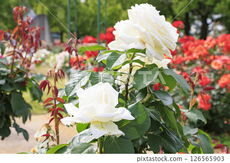 RSK rose garden RSK rose garden 126565903