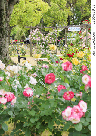 RSK rose garden 126565915