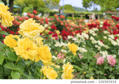 RSK玫瑰園 126565919