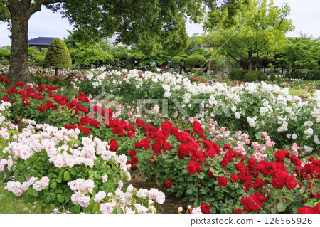 RSK rose garden RSK rose garden 126565926