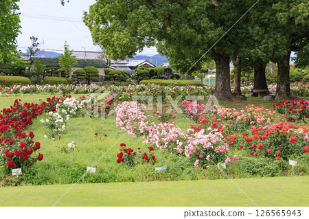 RSK rose garden 126565943