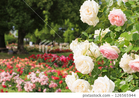 RSK rose garden RSK rose garden 126565944