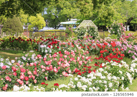 RSK玫瑰園 126565946
