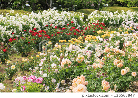 RSK玫瑰園 126565947